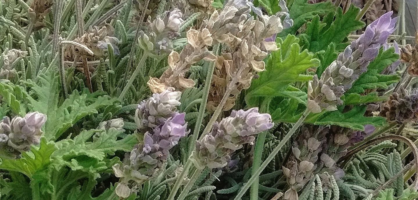 Ungüentos mágicos: Remedios espirituales con hierbas y flores.