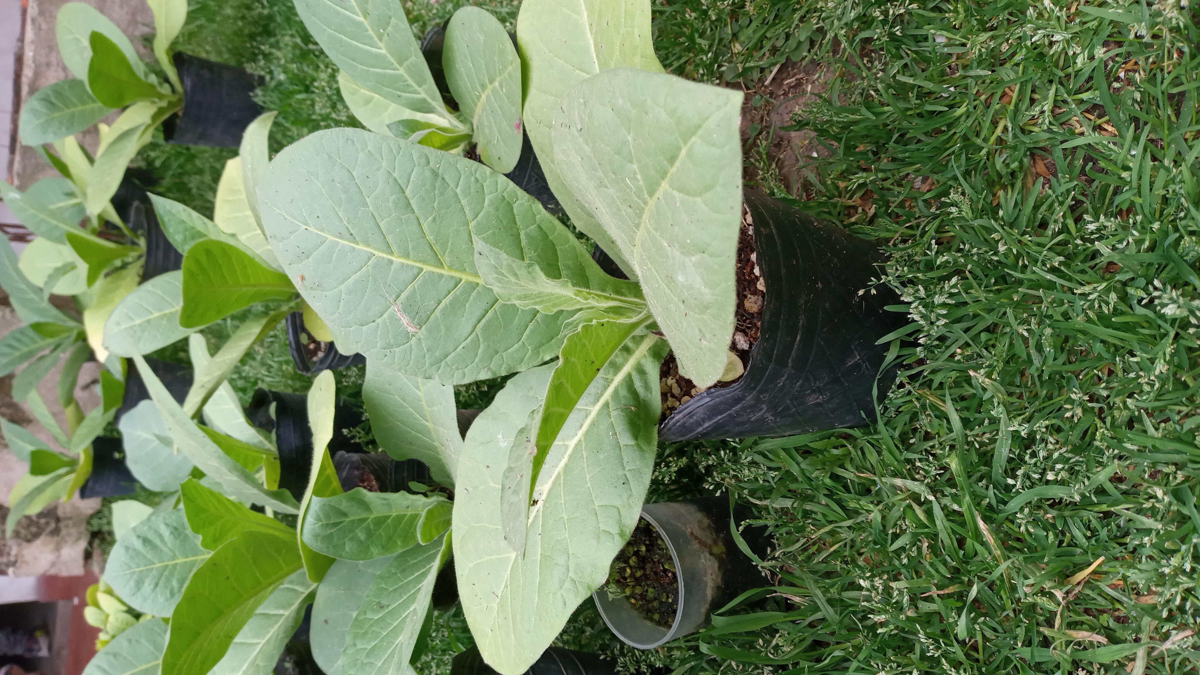 Planta de tabaco en el jardín
