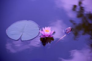 Calma Mental Meditación: Cómo Dominar la Mente-René Feusi.