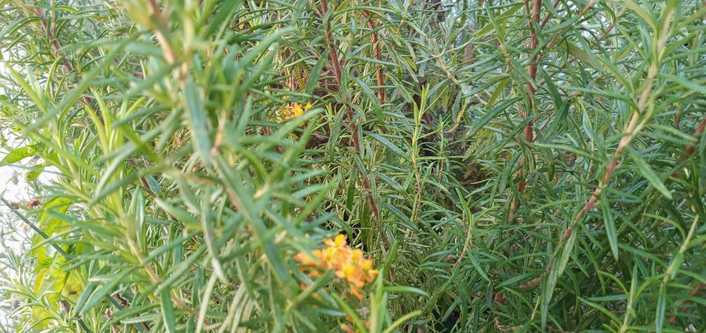 Arbusto de hojas finas y verdes con pequeñas flores anaranjadas