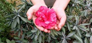 Cultivar Gratitud: 12 pasos para Transformar tu Vida.