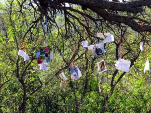 Árbol Genealógico: Guía para armarlo.