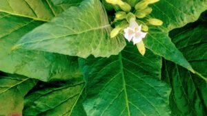El Abuelo Tabaco: Planta maestra de la Medicina Ancestral.