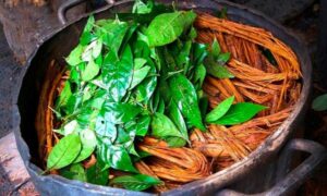 Más allá de la ayahuasca: Rituales sagrados.