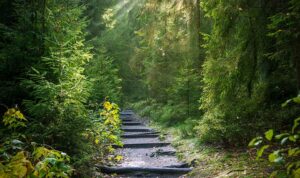 Baños de Bosque: Conexión con la naturaleza,sus beneficios. 