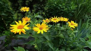 Botiquín Natural de Plantas Medicinales: Recolección, uso y conservación.