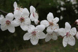 El Simbolismo de las Flores: Su significado en diferentes culturas del mundo.