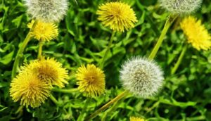 Diente de León: Propiedades,Uso culinario y medicinal.
