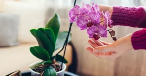 Flores para Regalar en San Valentín: Significado Espiritual.
