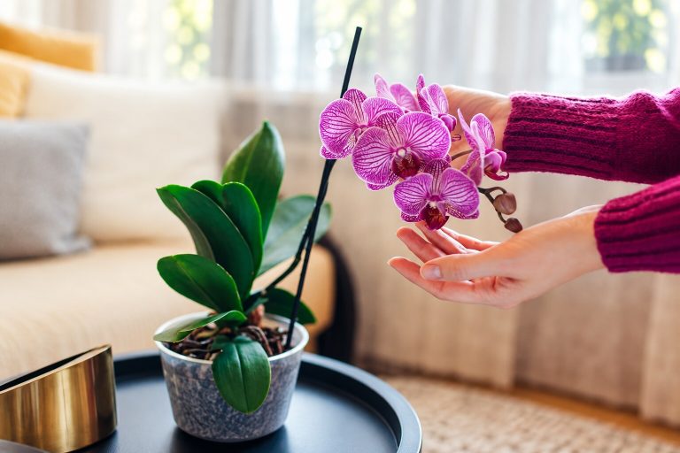 Imagen de portada de «Flores para Regalar en San Valentín: Significado Espiritual».