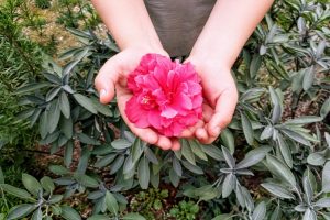 Cultivar Gratitud: 12 pasos para Transformar tu Vida