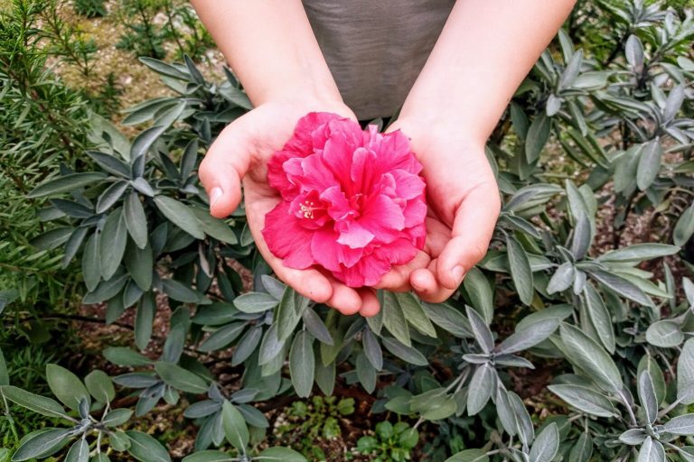 Imagen de portada de «Cultivar Gratitud: 12 pasos para Transformar tu Vida».