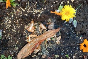 Ritual de Agradecimiento a la Madre Tierra: Honra el Elemento Tierra con Amor y Conciencia